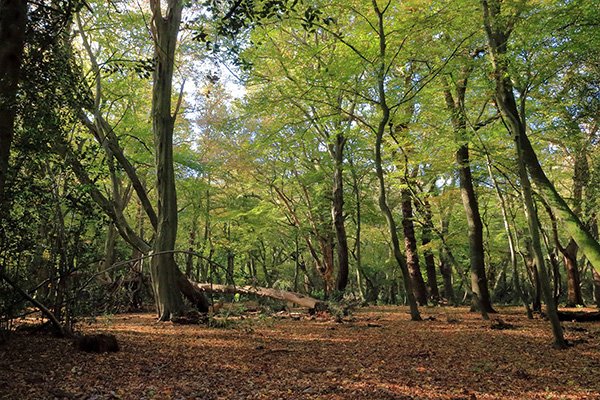 Epping forest